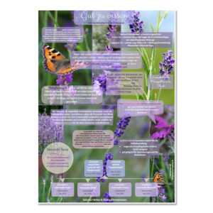 Poster "Lavendel" Format A2 - Vivere Aromapflege - AromaMama